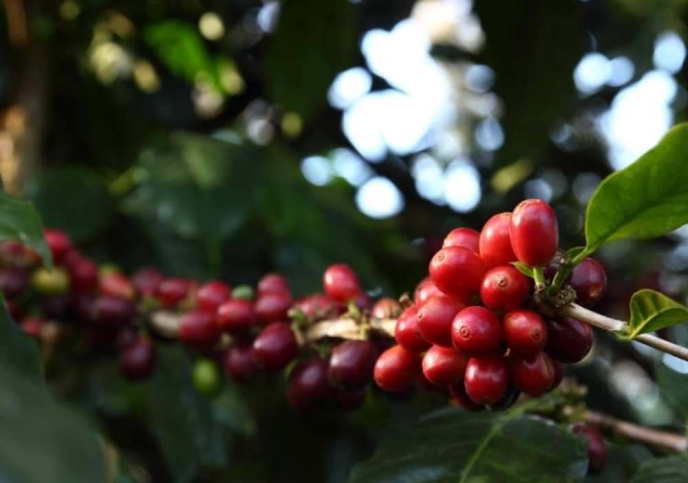 Café Arábica da Nova Alta Paulista recebe selo de Indicação Geográfica