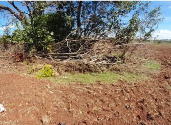 Sitiante é autuado em R$ 25,5 mil pelo corte de 84 árvores nativas em Prudente