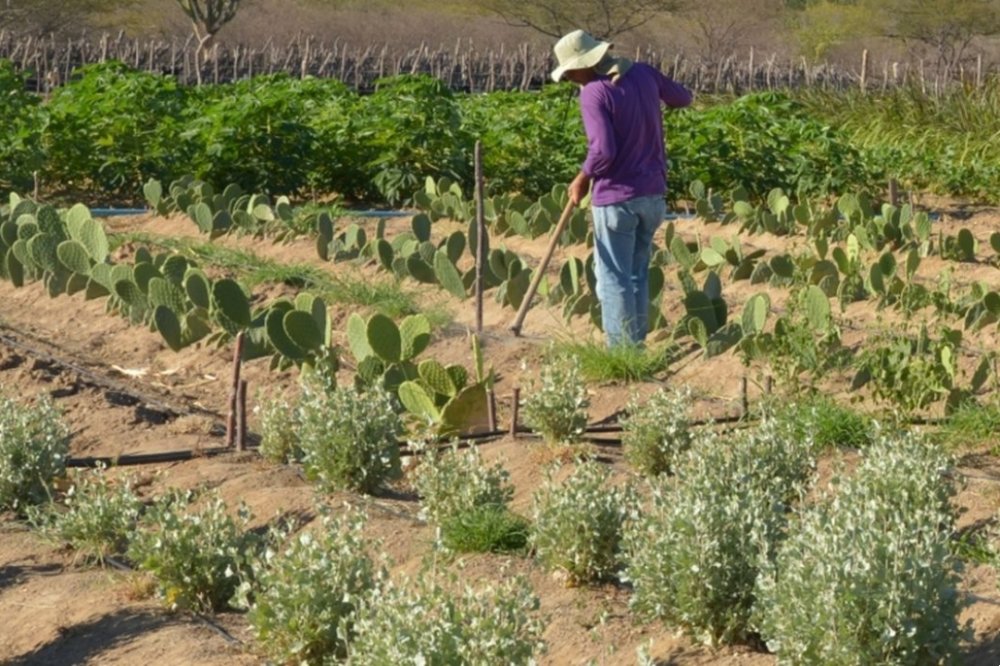 CMN simplifica crédito rural a populações tradicionais e extrativistas