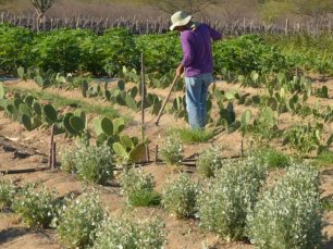 CMN simplifica crédito rural a populações tradicionais e extrativistas